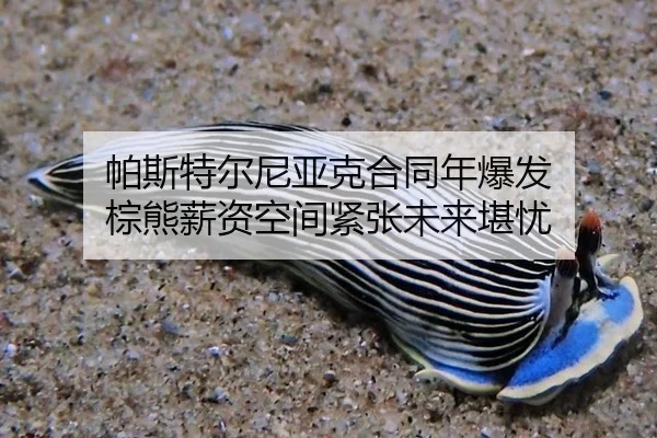 帕斯特尔尼亚克合同年爆发 棕熊薪资空间紧张未来堪忧